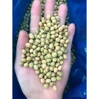 Đậu nành Thuần chủng không biến đổi gen