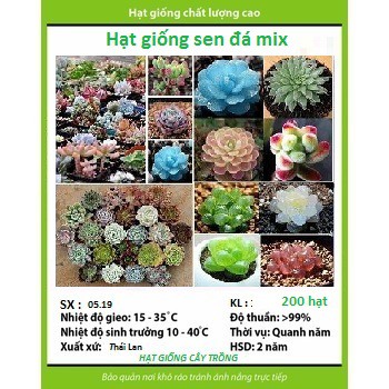 Hạt giống sen đá mix - Nhiều màu 1 gói 200 hạt