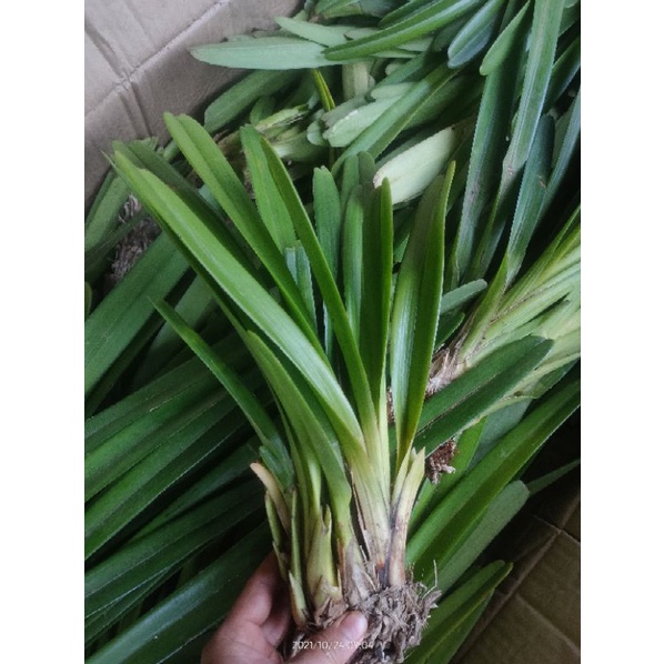 Kiếm tiên vũ 1 tép