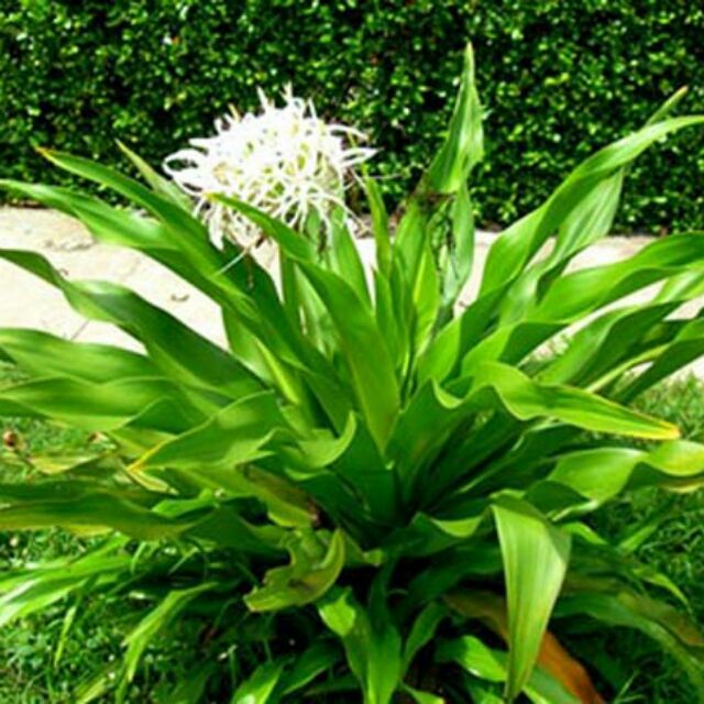 Cây Náng Hoa Trắng giống