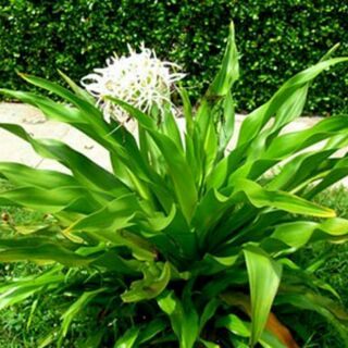 Cây Náng Hoa Trắng giống