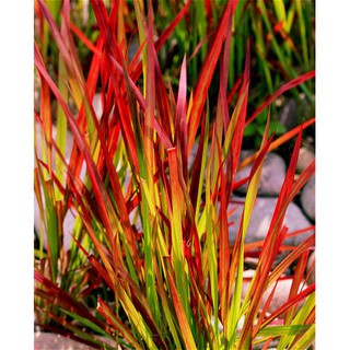 cỏ huyết dụ Nhật Bản ( 1_2 thân rễ trần)