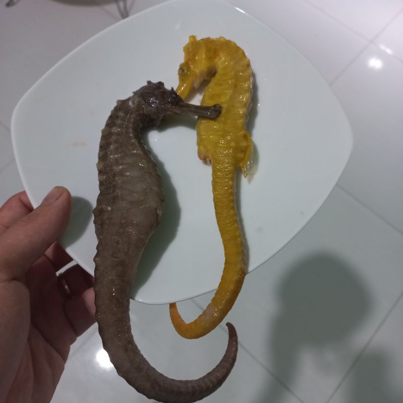 Cá ngựa khô - tươi size lớn 16-25cm