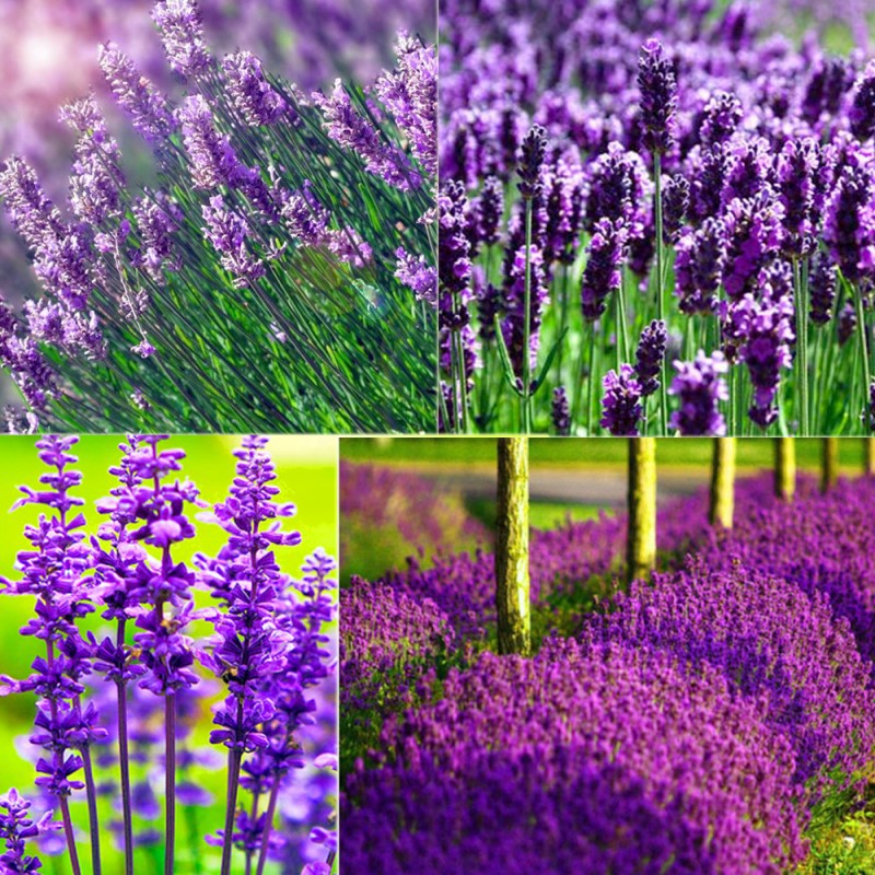 Hạt Giống Hoa Oải Hương (Hoa Lavender) Cắt Cành hoặc Trồng Chậu - RẠNG ĐÔNG, HẠT GIỐNG TỐT