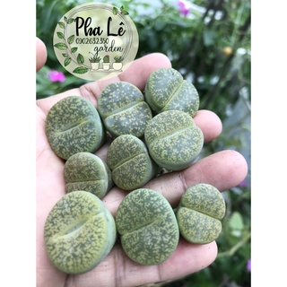 Sen mông xanh vân vàng đẹp size lớn 1.5cm -> 2,5cm/ lithops