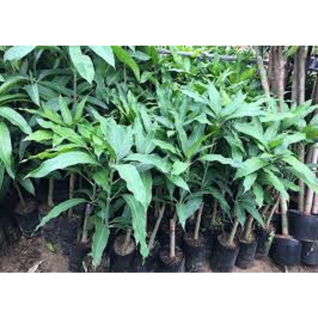 CÂY GIỐNG XOÀI THANH CA SIÊU QUẢ.