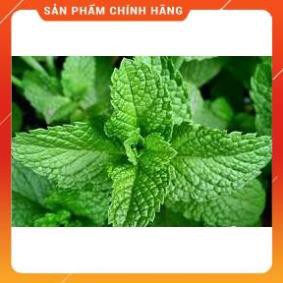 HẠT GIỐNG HÚNG BẠC HÀ GÓI 0,1G