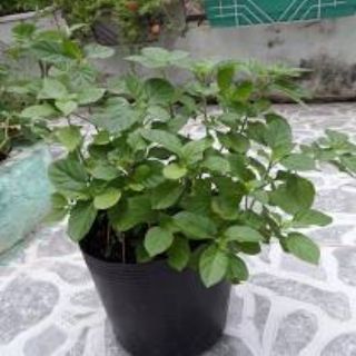 Combo 2 chậu cây rau ngót nhật