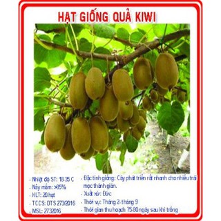 hạt giống Kiwi trồng chậu