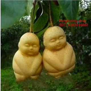 Hạt giống lê tiểu đồng| Lê mặt nhân