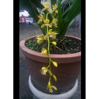 Cây giống hoa lan địa kiếm