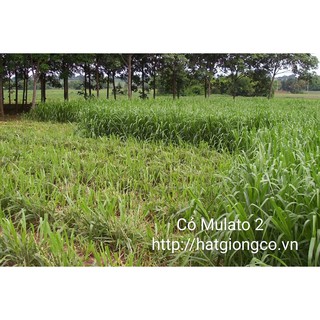 Hạt giống cỏ Mulato 2 gói 100g