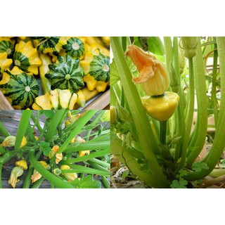 Hạt Giống Bí đĩa bay 10 Hạt/ Gói