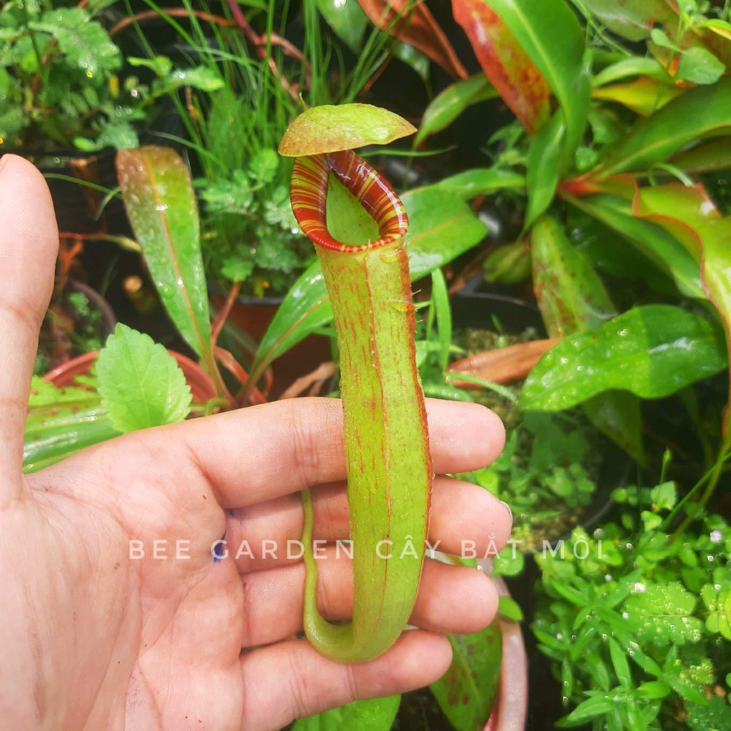 Cây nắp ấm N. mira x bokorensis