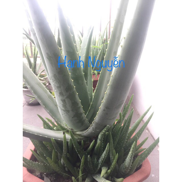 Cây Giống Nha Đam Mỹ Cao 20 - 25Cm ( Cây Trưởng Thành Cho Bẹ To, Nhiều Thịt ~1Kg/1Bẹ)