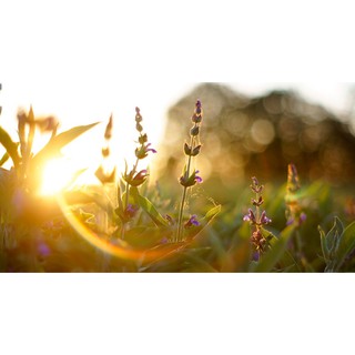 Lens SMC Takumar 55f1.8, lens đời 3, ngàm m42 (50mm f1.8)