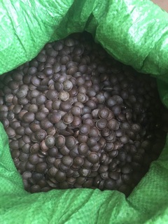 Hạt SACHI rang mộc