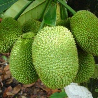 MÍT TỐ NỮ CÂY GIỐNG