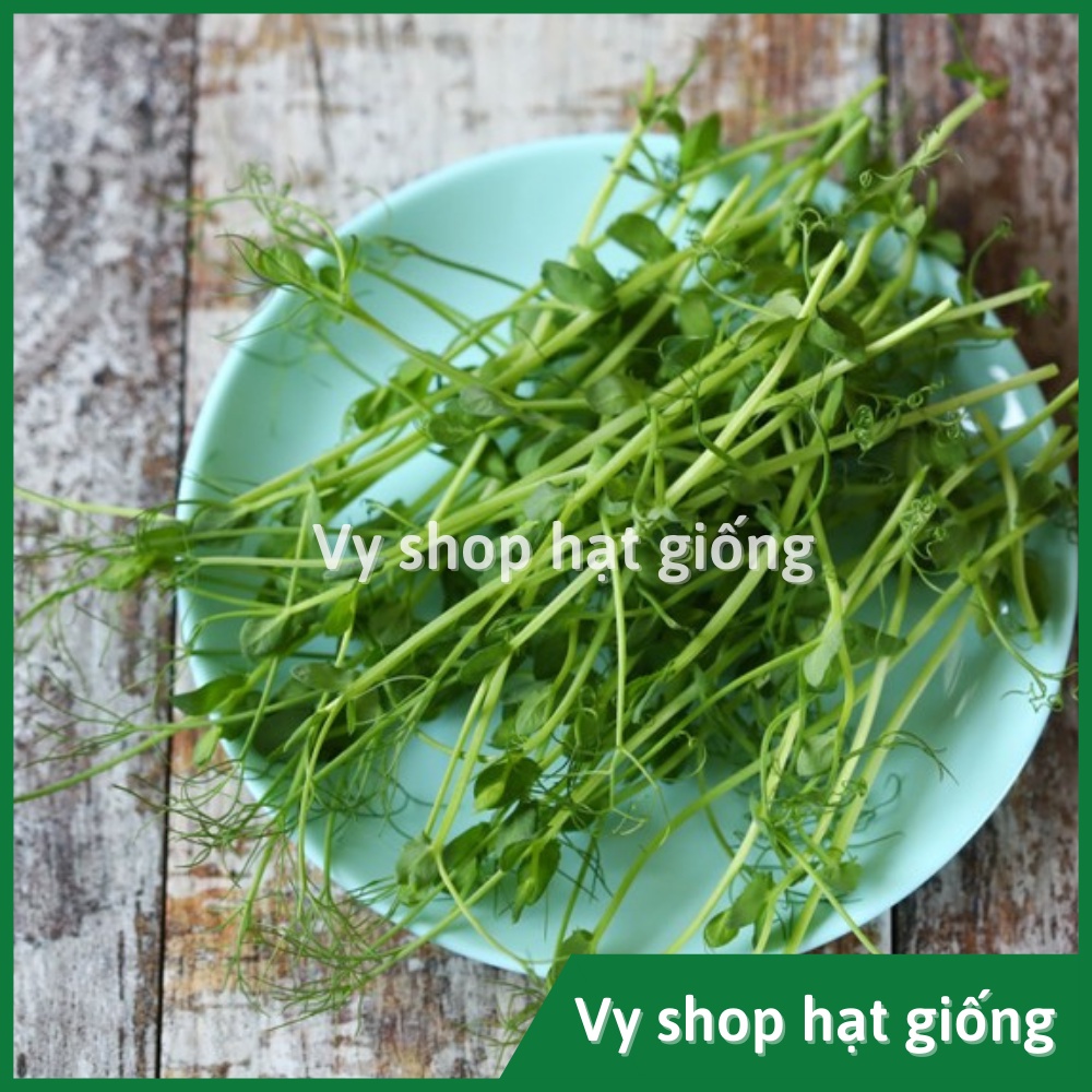 Hạt giống rau mầm đậu Hà Lan thân leo Thái Lan gói 60 hạt