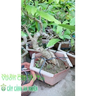 Lộc Vừng Bonsai