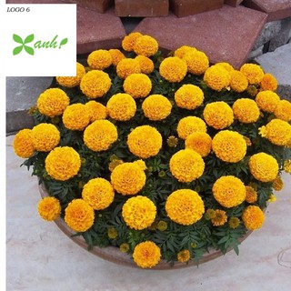 Hạt giống hoa Vạn thọ Cam lùn (30 hạt)