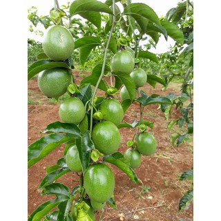 cây giống CHANH LEO gieo hạt- Cây giống chuẩn F1- SIÊU QUẢ