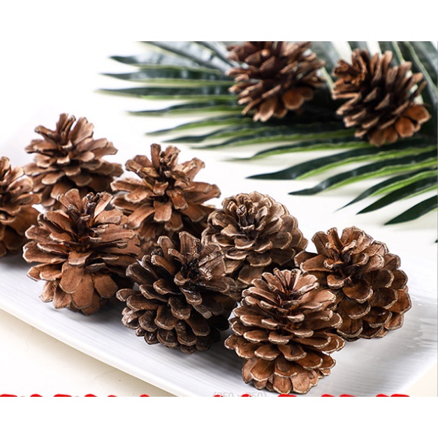 Set Hoa Qủa Khô, Trái thông khô tự nhiên, Lá khô trang trí chụp ảnh, làm handmade