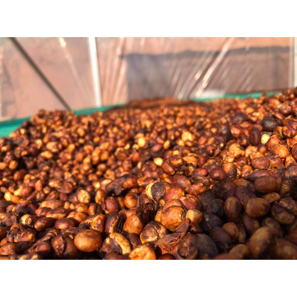 Cà phê Robusta red honey nguyên chất, rang mộc, hậu ngọt, hương vị caramel, socola | BigBuy360 - bigbuy360.vn
