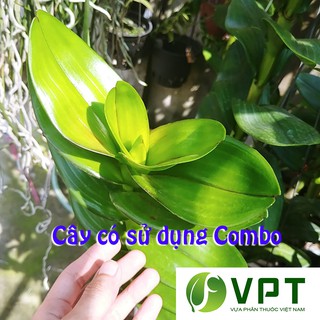 Combo Mập thân – To lá CỰC ĐỈNH (Combo nhỏ) sử dụng cho Dendro, cattleya, ngọc điểm, hồ điệp