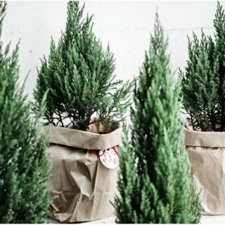 Cây 🌲 Sơn Tùng.... Cây Noenl