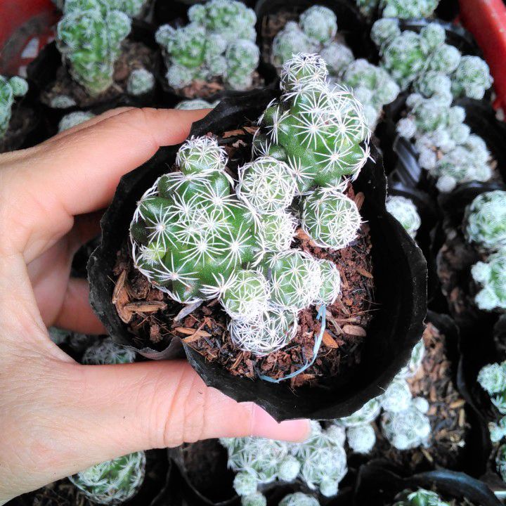 Xương rồng trứng chim size bầu đen 6cm