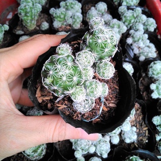 Xương rồng trứng chim size bầu đen 6cm