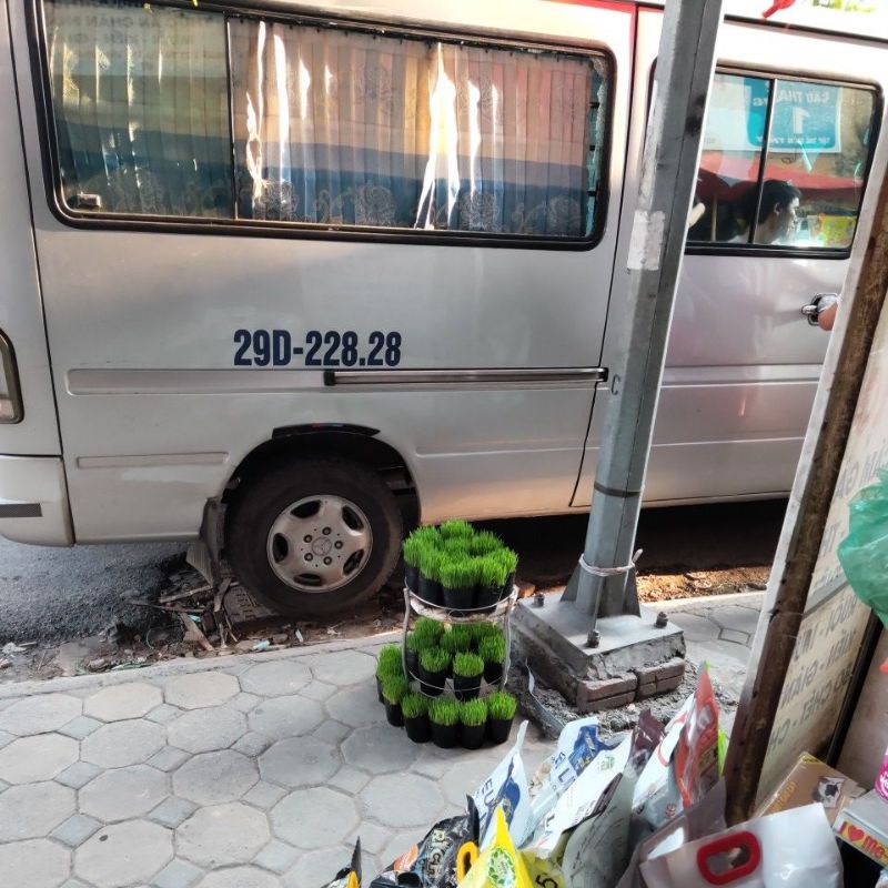 Cỏ lúa mạch trồng sẵn cho mèo ăn giúp tiêu búi lông,...(Vận chuyển Hoả tốc)
