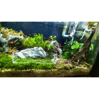 [ACRYLIC RẺ ĐẸP] BOX NỀN THỦY SINH