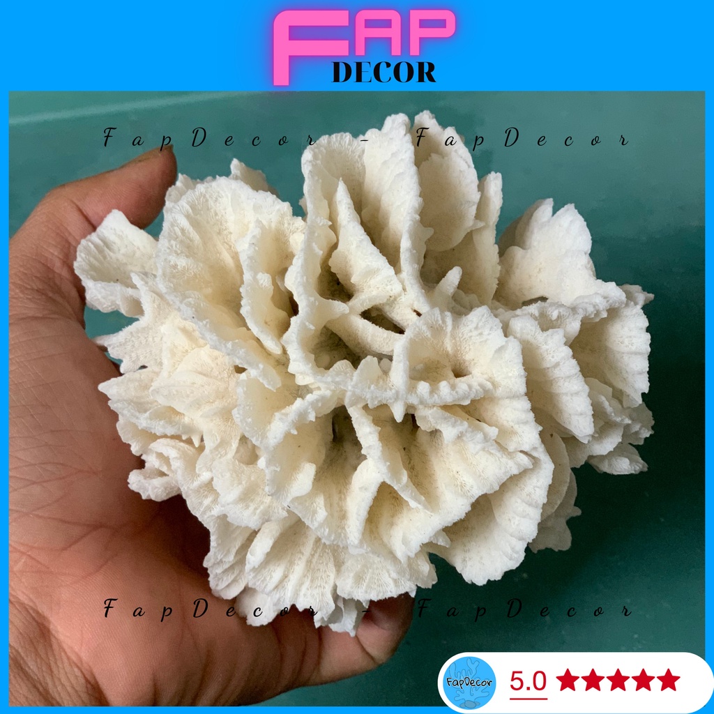 SAN HÔ BÔNG RẠN HOA GIẤY CAO CẤP BIỂN THIÊN NHIÊN SIÊU ĐẸP TRANG TRÍ THỦY SINH, DECOR NHÀ CỬA
