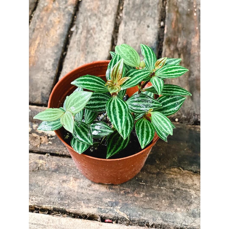 Cây Peperomia puteolata Parallel (cây Song Song) chậu nhựa