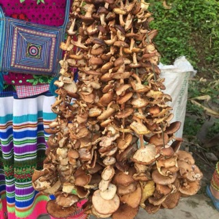 Nấm Hương rừng Na Hang - Tuyên Quang