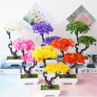 Chậu Cây Đại Cổ Thụ [KÈM CHẬU TRÒN] Để Bàn Decor Đẹp Liz94