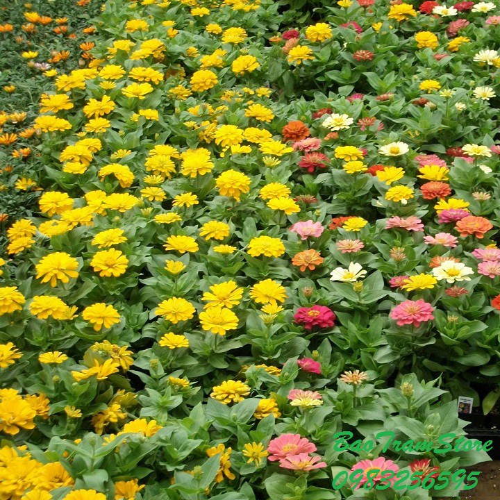 hạt giống hoa cúc zinnia vàng