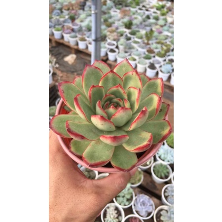 Sen đá Viền đỏ size trung