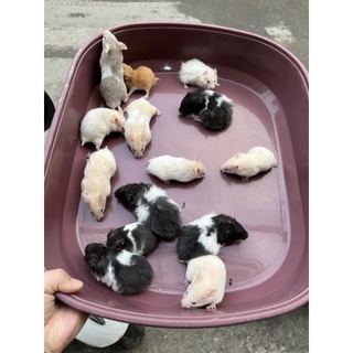 Chuột Hamster Bear màu bò sữa