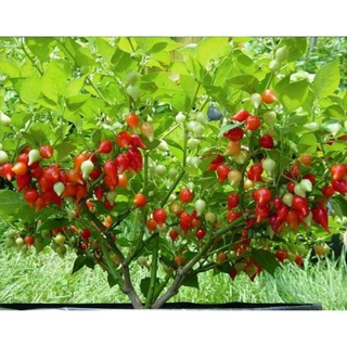 Ớt mỏ chim đỏ nhập khẩu mỹ 10 hạt khuyen mai