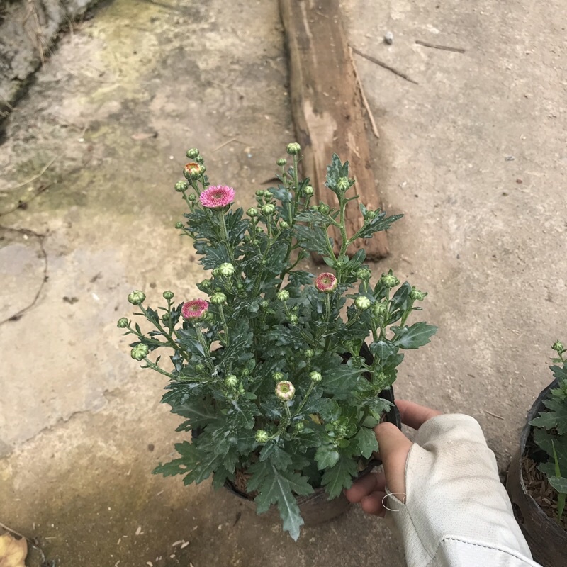 Cây cúc ruby trồng trong bịch đen đã có nụ và đang ra hoa