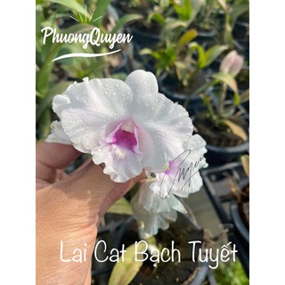 Hoa lan den lai cat bạch tuyết