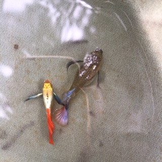 Guppy Dumbo Redtail Ribbon theo cặp đẹp