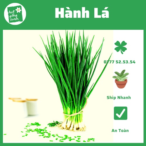 Hành Hương Chịu Nhiệt(2g)