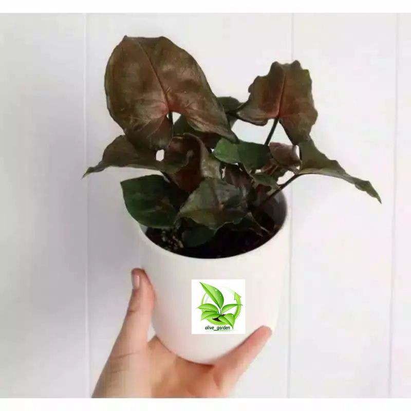 Syngonium Maria Alusio