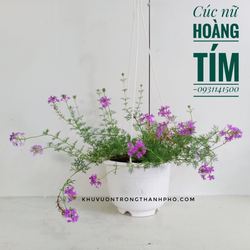 Cúc nữ hoàng tím chậu treo, cúc indo