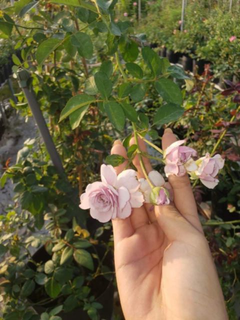 Hồng leo Rainy Blue