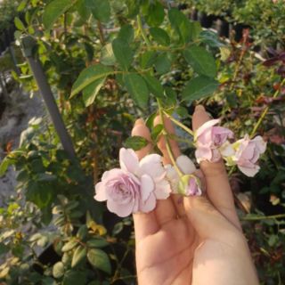 Hồng leo Rainy Blue(tặng kèm phân bón)
